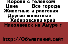 Корова с теленком › Цена ­ 69 - Все города Животные и растения » Другие животные   . Хабаровский край,Николаевск-на-Амуре г.